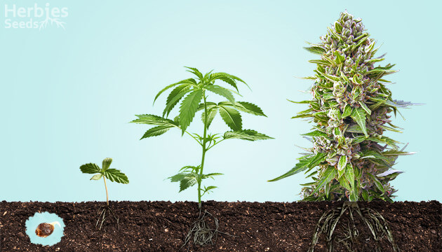 come cresce la cannabis