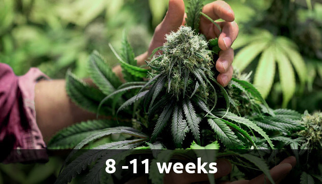 Le fasi di Crescita Della Cannabis