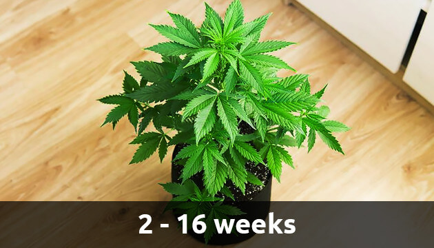 Le fasi di Crescita Della Cannabis